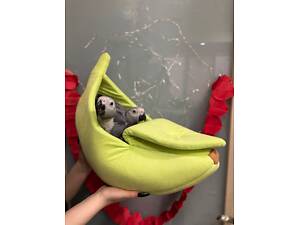 Пташенята жако маленькі.