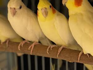 Пташенята корели, папуга корела