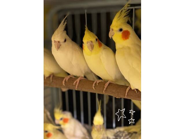 Пташенята корели, папуга корела - Фото 1