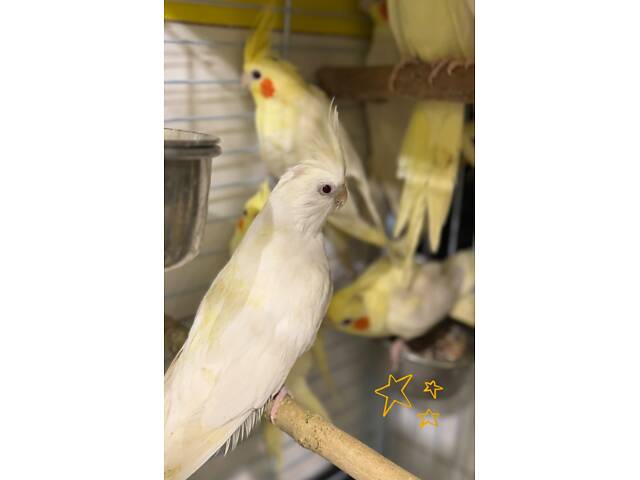 Пташенята корели, папуга корела - Фото 2