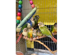 Пташенята пірура