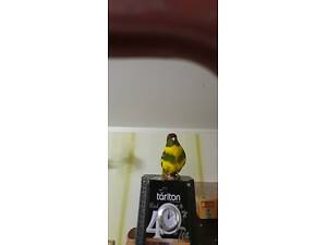 Пташенята хвилястого папугая