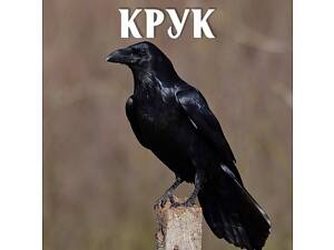 Птенцы ворона Крук в наличии