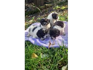 Пудель карликовий цуценята.