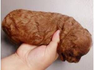 Пудель ред Браун цуценя.