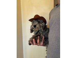 Пудель, цуценя пуделя