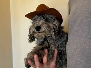 Пудель, цуценя пудель