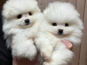 Пушистые мамины хвостики - щенки померанского шпица.