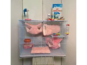 Пухнасті щурики