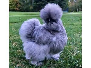 Пуховая курица, курочка китайская пуховая очень интересная.