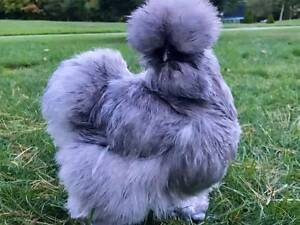 Пуховая курица, курочка китайская пуховая очень интересная.