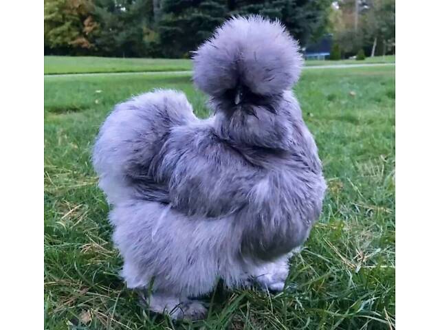 Пуховая курица, курочка китайская пуховая очень интересная. - Фото 1