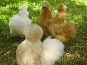 Пуховые домашние курочки, куры шелковистые, китайская порода коз.