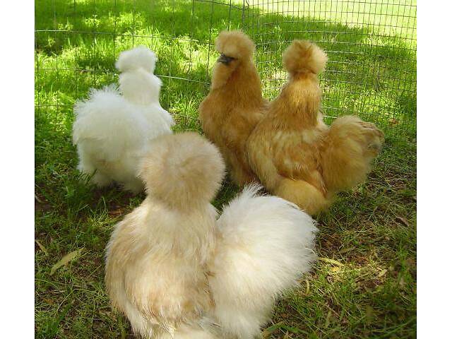 Пуховые домашние курочки, куры шелковистые, китайская порода коз. - Фото 1