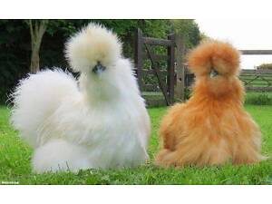 Пуховые куры, китайские шелковые куры, невероятные пушистики с пользой.