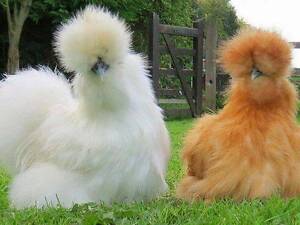 Пуховые куры, китайские шелковые куры, невероятные пушистики с пользой.