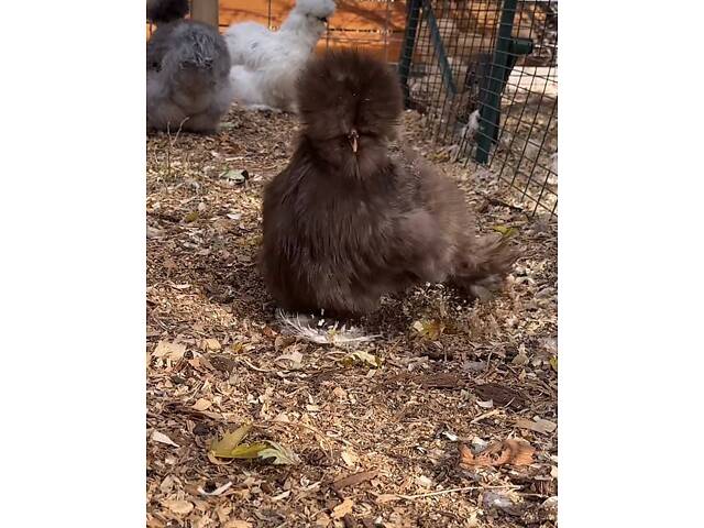 Пуховые куры, шелковые куры, разные цвета, пушистые курочки. - Фото 1