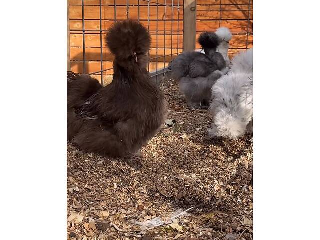 Пуховые куры, шелковые куры, разные цвета, пушистые курочки. - Фото 2