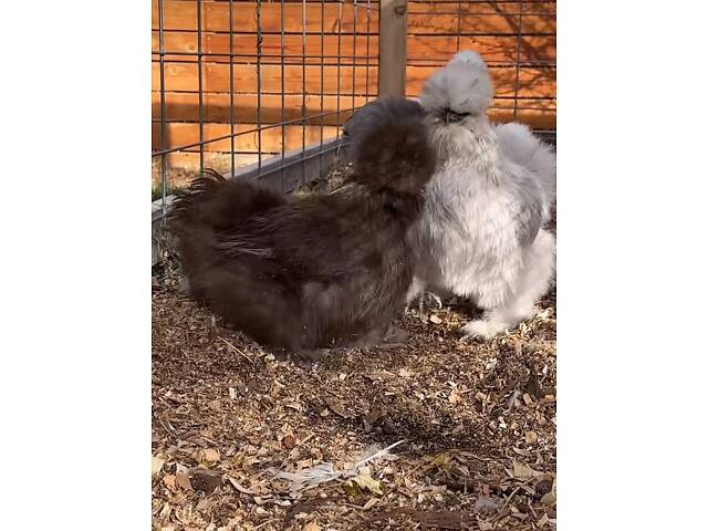 Пуховые куры, шелковые куры, разные цвета, пушистые курочки. - Фото 3