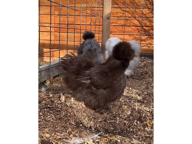 Пуховые куры, шелковые куры, разные цвета, пушистые курочки. - Фото 4