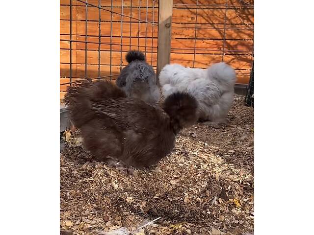 Пуховые куры, шелковые куры, разные цвета, пушистые курочки. - Фото 5