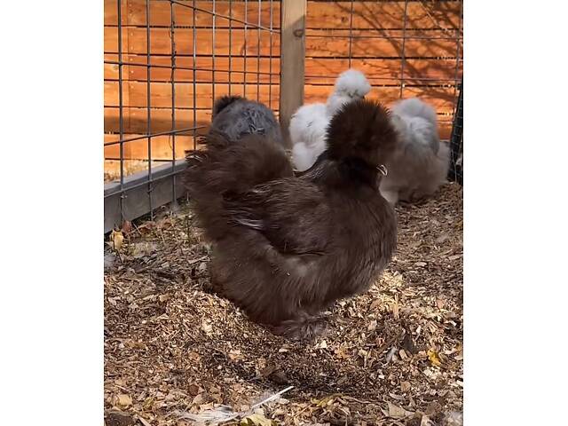 Пуховые куры, шелковые куры, разные цвета, пушистые курочки. - Фото 6