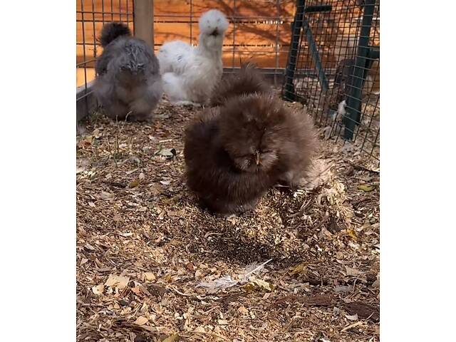 Пуховые куры, шелковые куры, разные цвета, пушистые курочки. - Фото 7