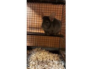 Пушистые шиншиллы ждут своих хозяев.