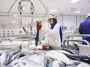 Работа на рыбном заводе в Норвегии – З.п. до 5000$