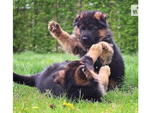 Ищу работу удаленно