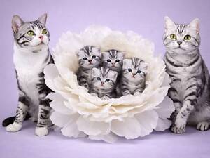 Раннє бронювання. Американська короткошерста. Дівчата.