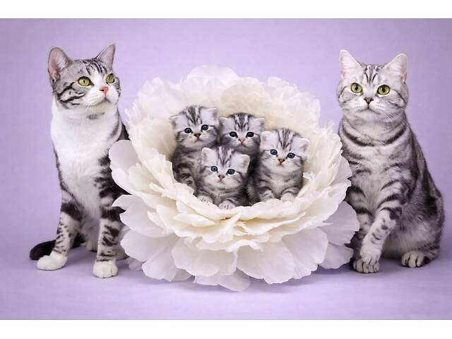 Раннє бронювання. Американська короткошерста. Дівчата. - Фото 1