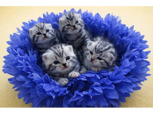 Раннє бронювання. Американська короткошерста. Дівчата. - Фото 2