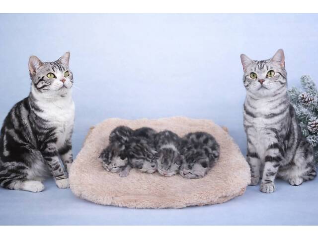 Раннє бронювання. Американська короткошерста. Дівчата. - Фото 3