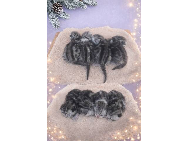 Раннє бронювання. Американська короткошерста. Дівчата. - Фото 4