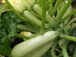 Ранний красавчик