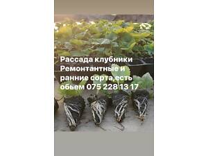 Рассада клубники ремонтантные и ранние