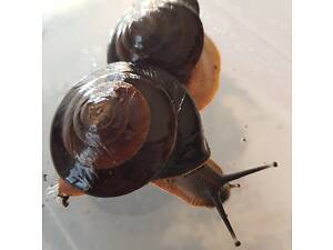 Равлики Екселенси караколуси