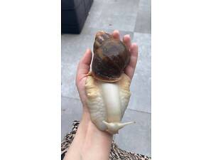 Слизняк Ахатина, ахатина улитка, лечебные улитки.