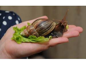 Равлик ахатина, равлики та тераріуми