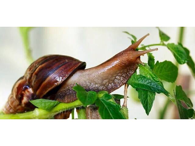 Равлик ахатина, равлики та тераіуми - Фото 2