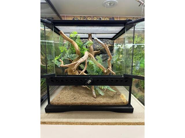 Равлик ахатина, равлики та тераіуми - Фото 3