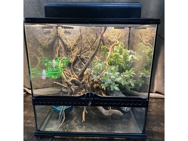 Равлик ахатина, равлики та тераіуми - Фото 4