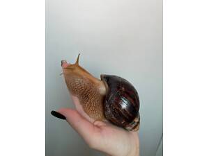 Слизь улитк Ахатина, большие и малые ахатины.