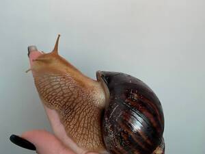 Слизь улитк Ахатина, большие и малые ахатины.