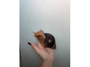 улитка, улитка Ахатина, маленькие и большие