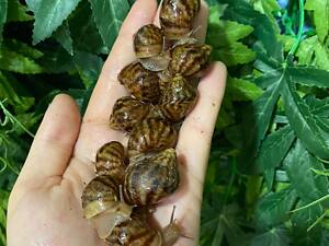 Равлики ахатина маленькі