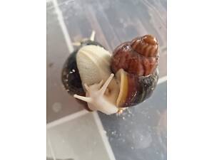 Равлики архахатина Вентрикоза леуцист