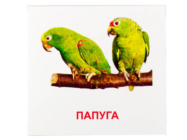 Развивающие карточки 'Птицы' (110х110 мм) 72753 на укр./англ. языке - Фото 2