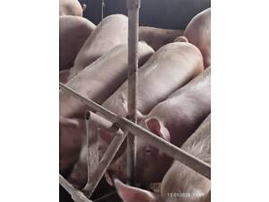 Реалізуємо свиней різних вікових груп.